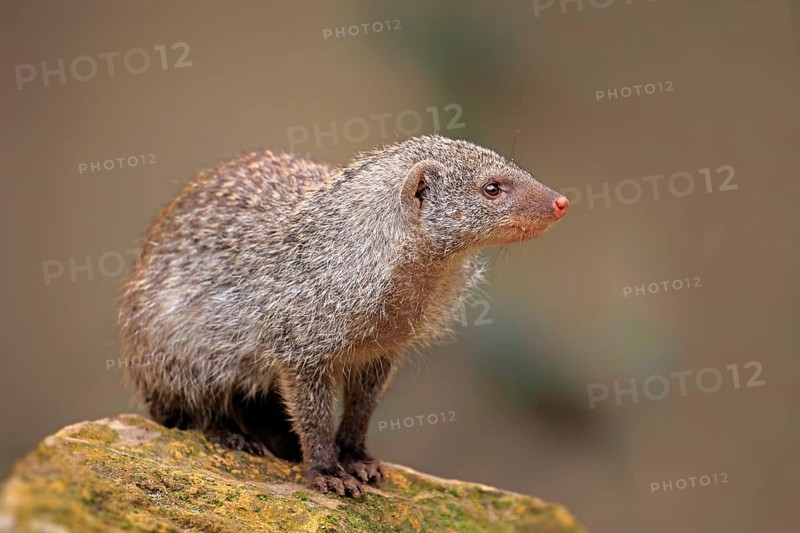 Banded Mongoose (Mungos mungo)