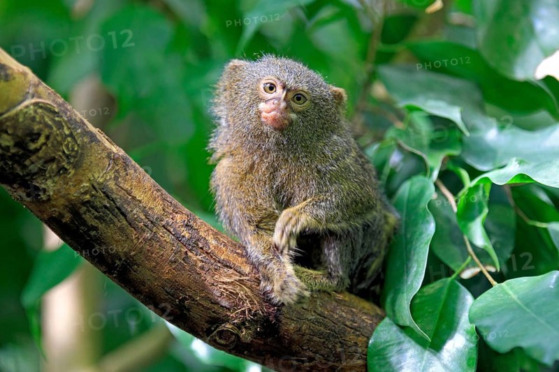 Pygmy Marmoset (Cebuella pygmaea) on a tree