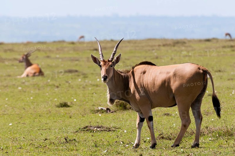 Eland (Taurotragus oryx)