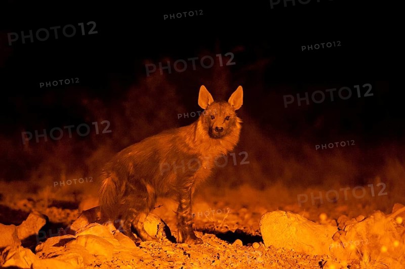 Brown Hyena (Parahyaena brunnea) at night