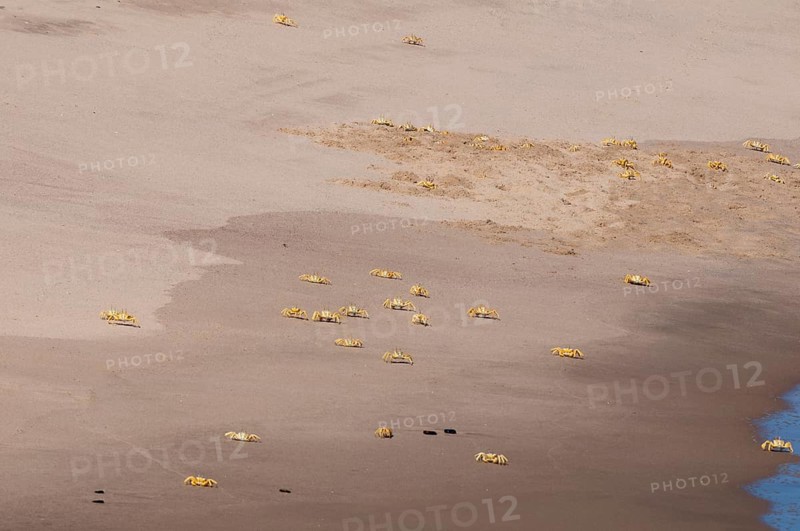 Ghost crabs (Ocypode cursor) on the beach