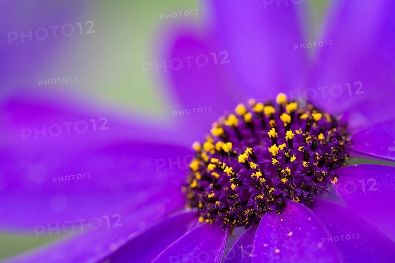 Cineraria (Pericallis x hybrida Senetti Deep Blue)
