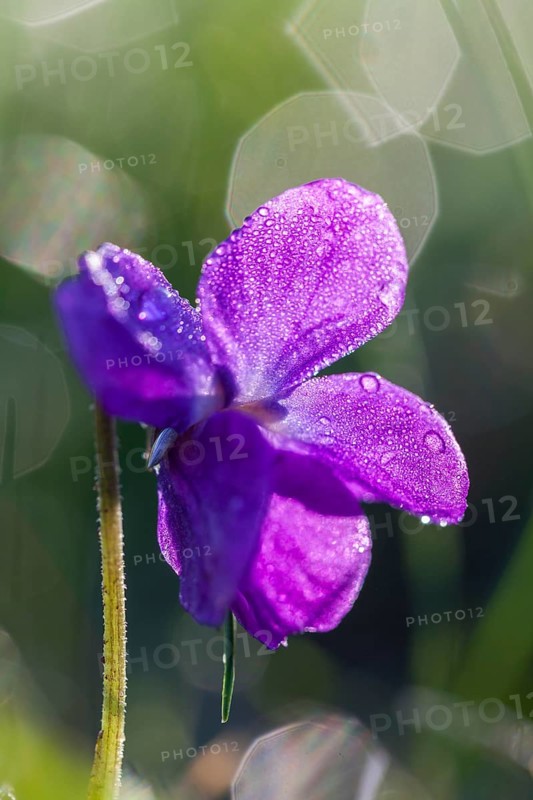 Sweet Violet or English Violet (Viola odorata)