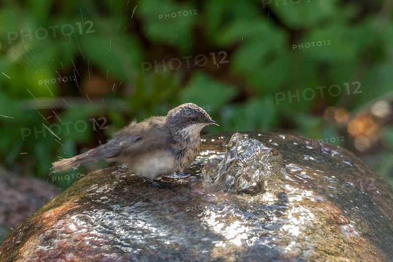 Lesser Whitethroat (Sylvia curruca)