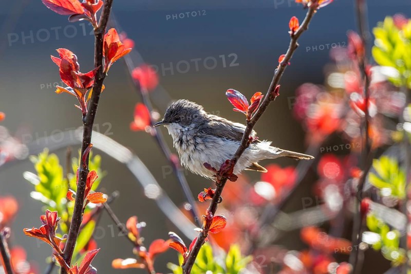 Lesser Whitethroat (Sylvia curruca)