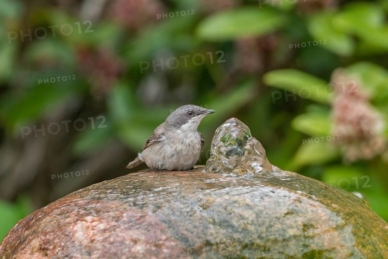 Lesser Whitethroat (Sylvia curruca)