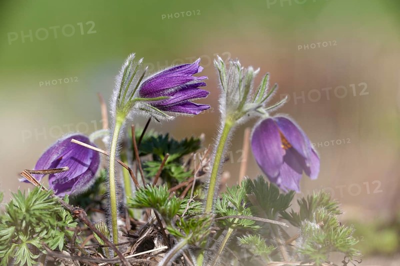 Common Pasque Flower or Dane's Blood (Pulsatilla vulgaris)