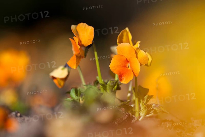 Garden Pansy (Viola wittrockiana)