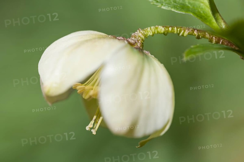 Lenten Rose or Oriental Hellebore (Helleborus orientalis)
