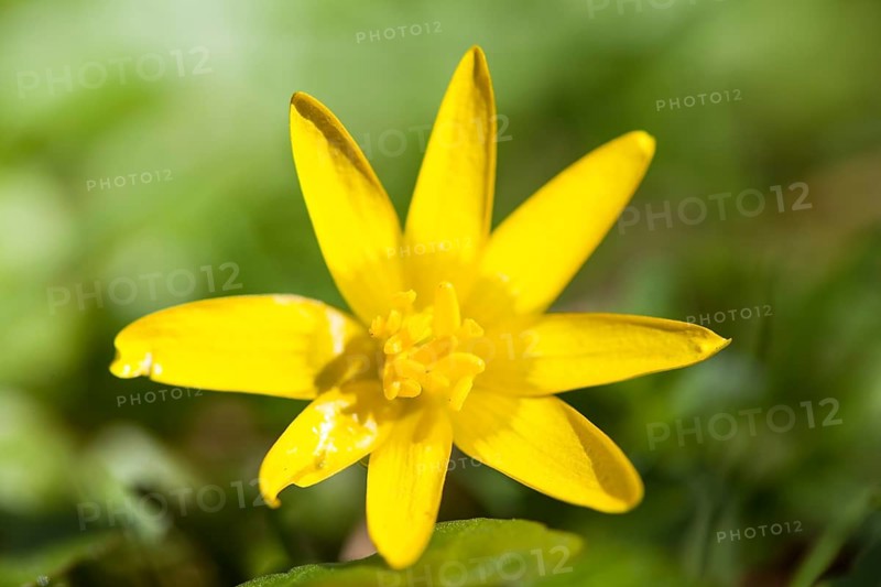 Lesser Celandine (Ficaria verna)
