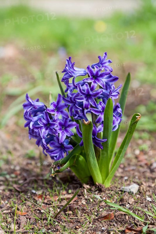 Garden Hyacinth or Dutch Hyacinth (Hyacinthus orientalis)