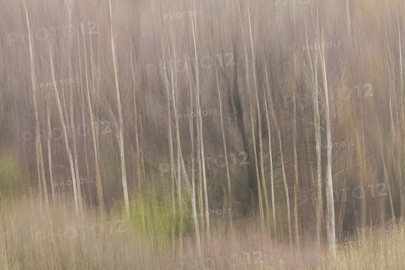 Trees