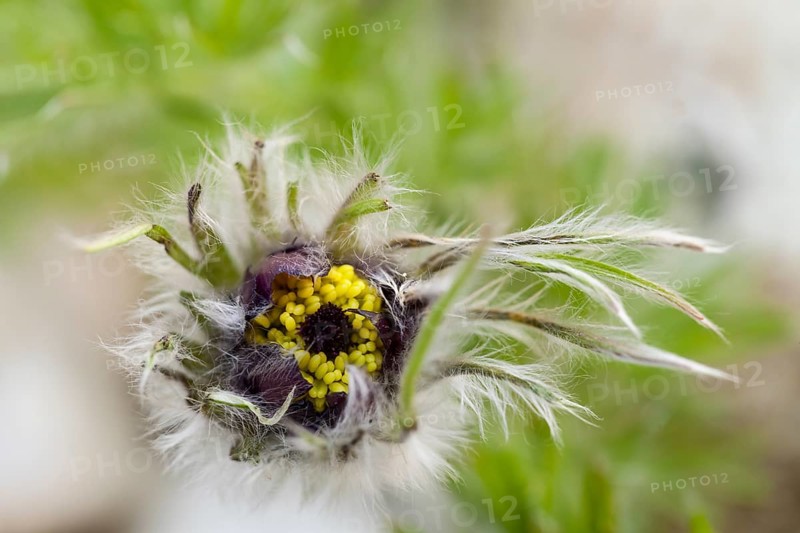 Common Pasque Flower or Dane's Blood (Pulsatilla vulgaris)