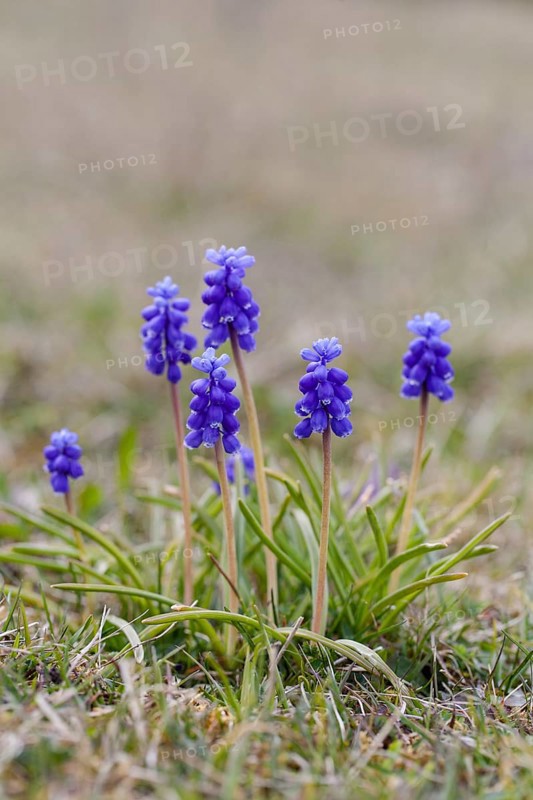 Grape Hyacinth (Muscari botryoides)