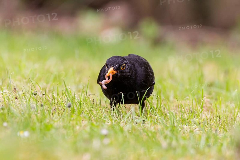 Blackbird (Turdus merula)
