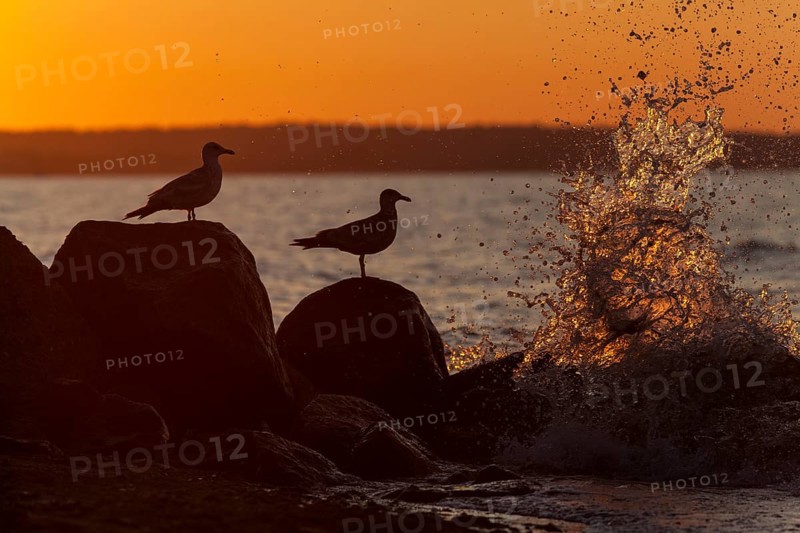 Silhouette of seagulls with surf