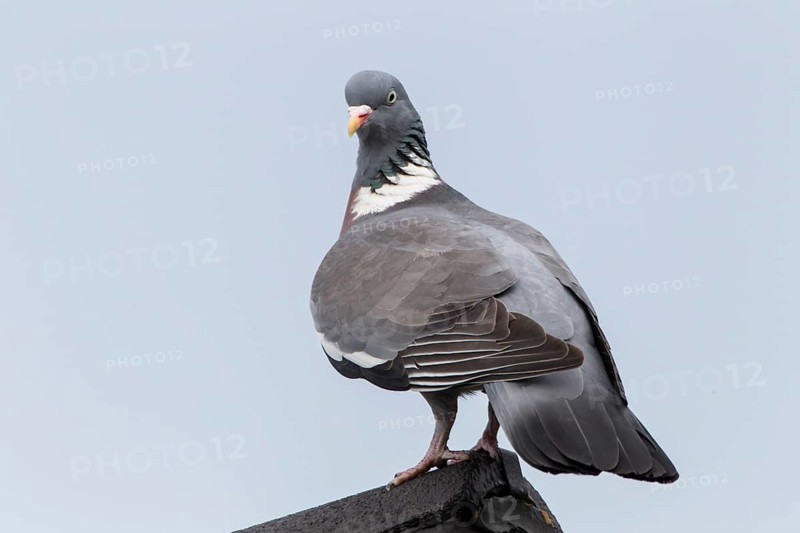 Wood Pigeon (Columba palumbus)