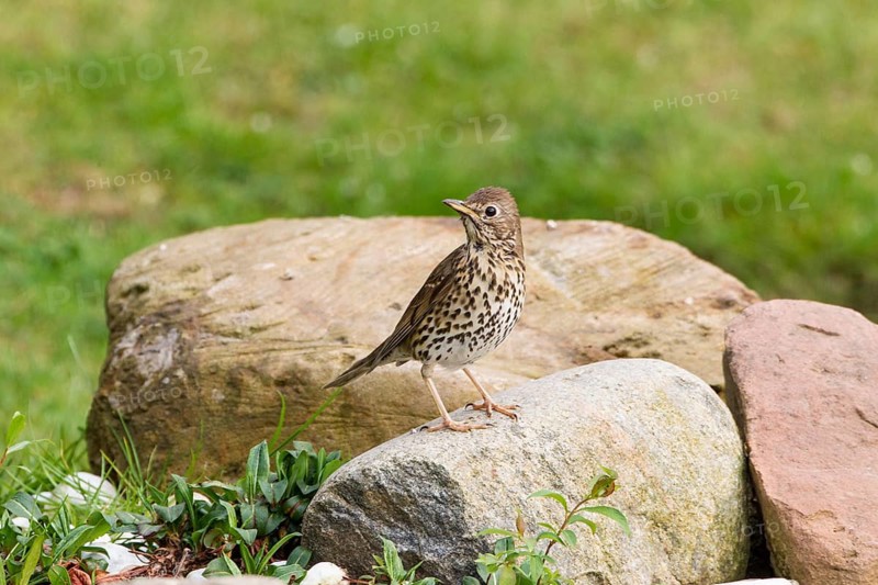Song Thrush (Turdus melos)