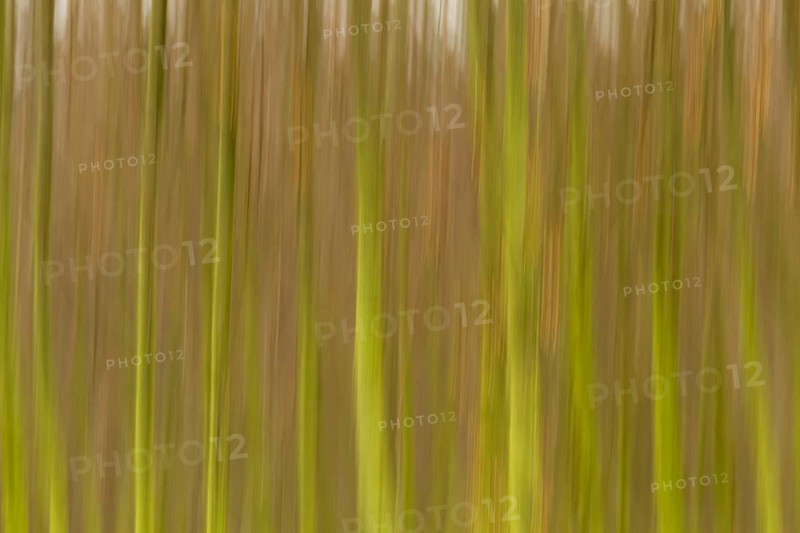 Row of trees with a blurred wipe effect