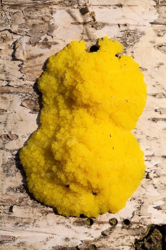 Dog Vomit Slime Mold or Scrambled Egg Slime (Fuligo septica)