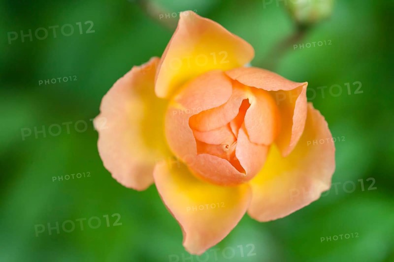 Rose Ghislaine de Feligonde (Pink pimpinellifolia var hispida x Joanna Hill)
