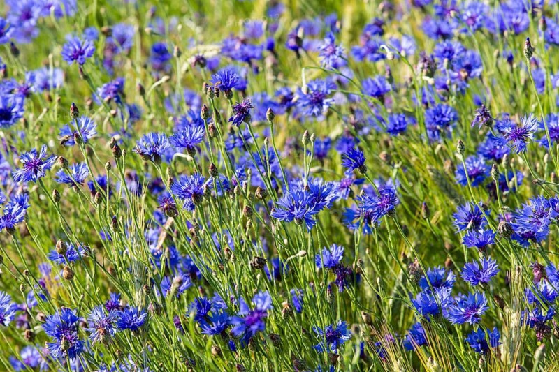Cornflowers or Bachelor's Buttons (Centaurea cyanus)