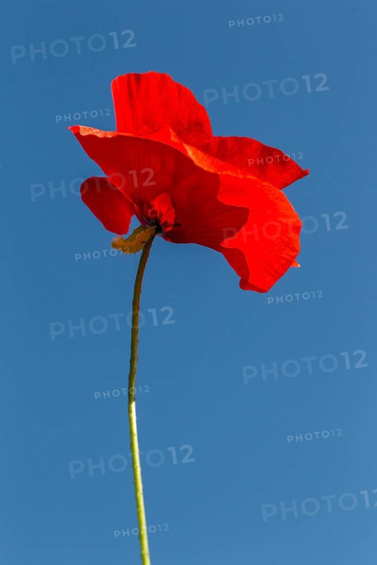 Corn Poppy (Papaver rhoeas)
