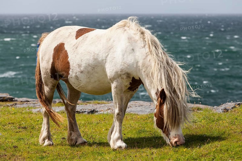 Pony on the sea