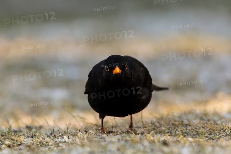 Blackbird (Turdus merula)