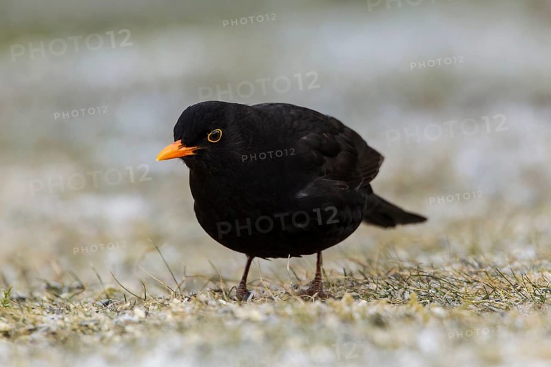 Blackbird (Turdus merula)
