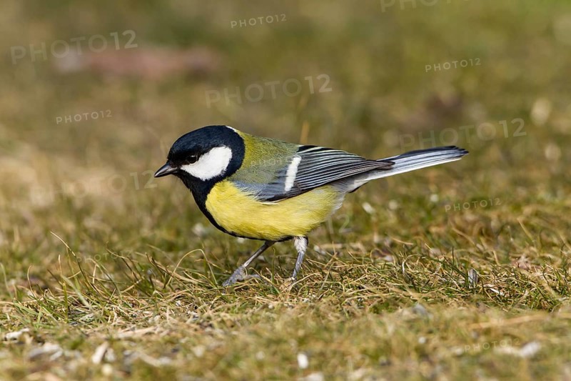 Great Tit (Parus major)