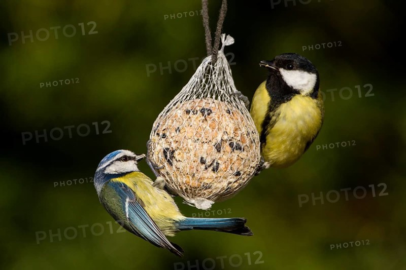 Great Tits (Parus major) perched on a fat ball