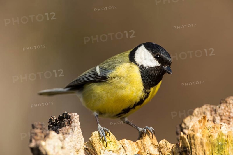 Great Tit (Parus major)