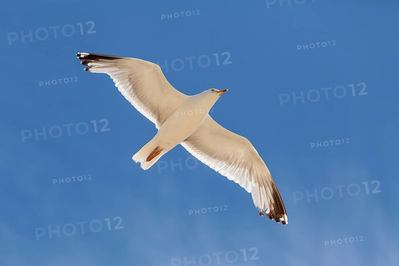 Lesser Black-backed Gull (Larus fuscus)