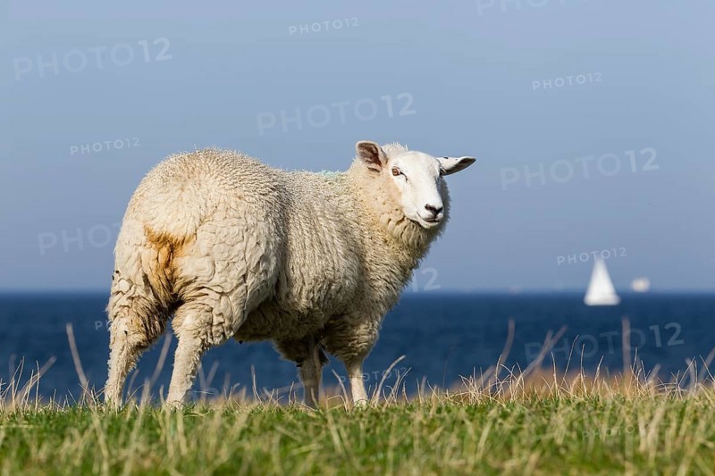 Sheep on a dyke