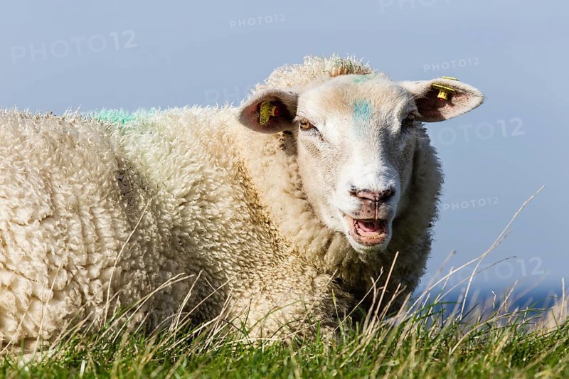 Sheep on a dyke
