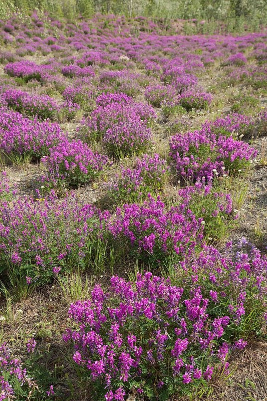 Blooming Broad-leaved willowherb (Epilobium montanum)