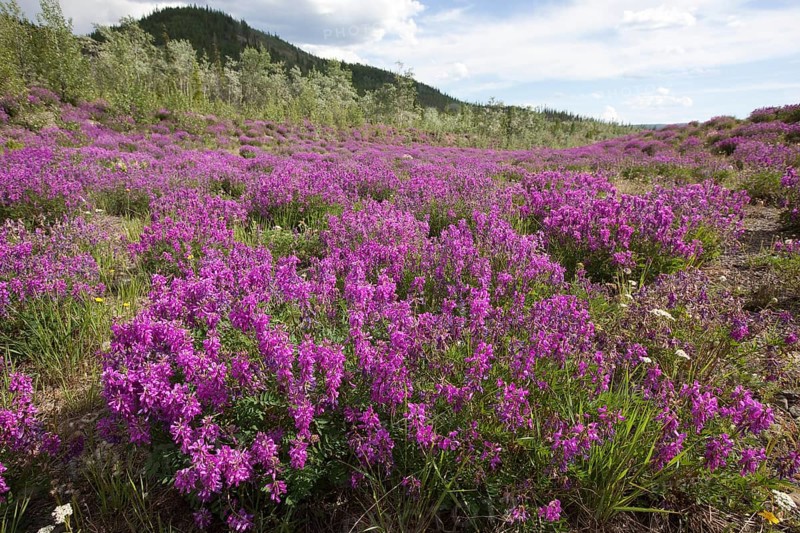 Blooming Broad-leaved willowherb (Epilobium montanum)