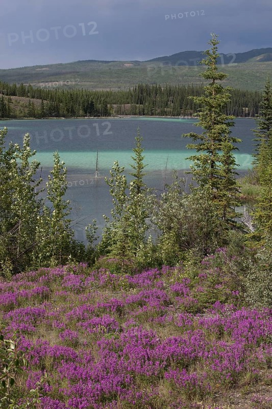 Blooming Broad-leaved willowherb (Epilobium montanum)