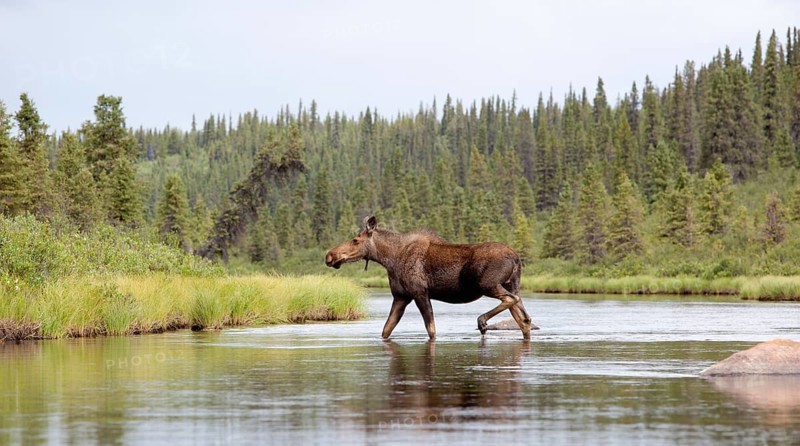 Young Moose (Alces alces)