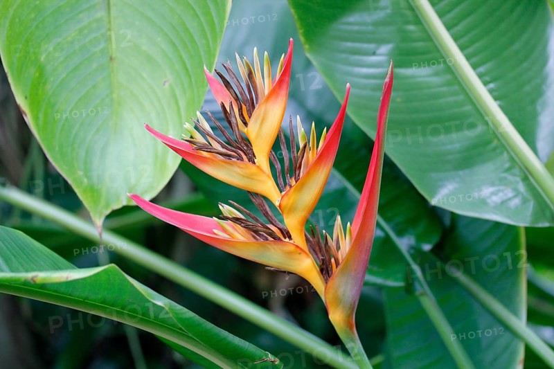 Red and yellow Lobster Claws (Heliconia aurantiaca) in a greenhouse