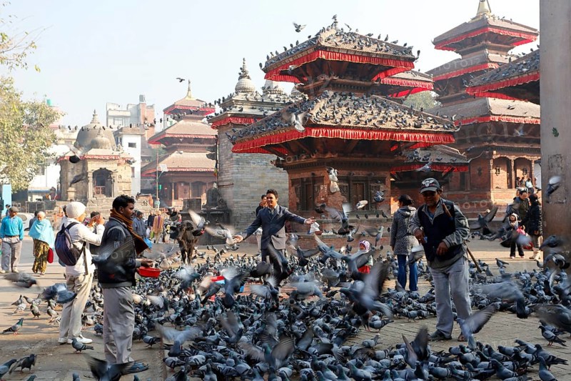 Pigeons on Durbar Square