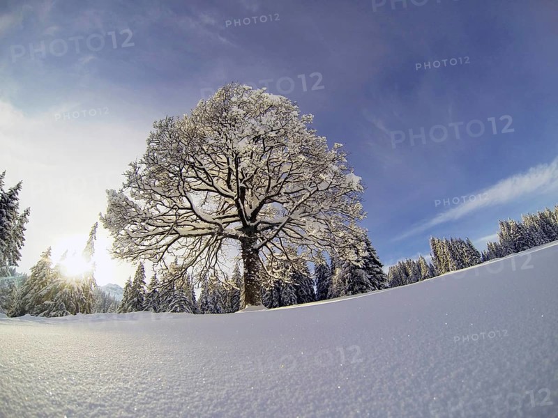 Snow-covered deciduous tree in winter