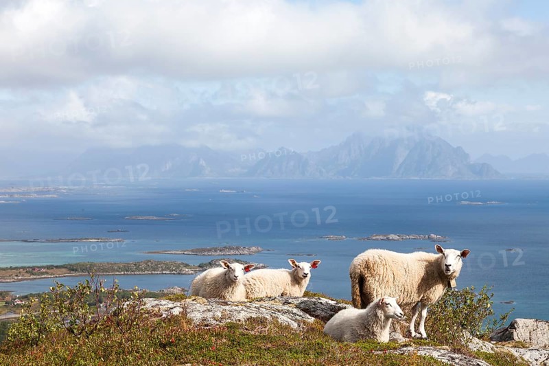 Four sheep on Vagekallen Mountain
