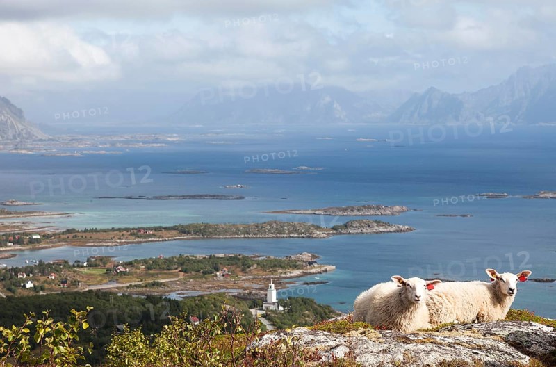 Two sheep on Vagekallen Mountain