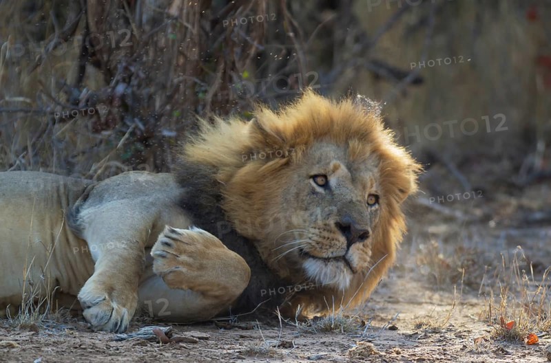 Lion (Panthera leo)