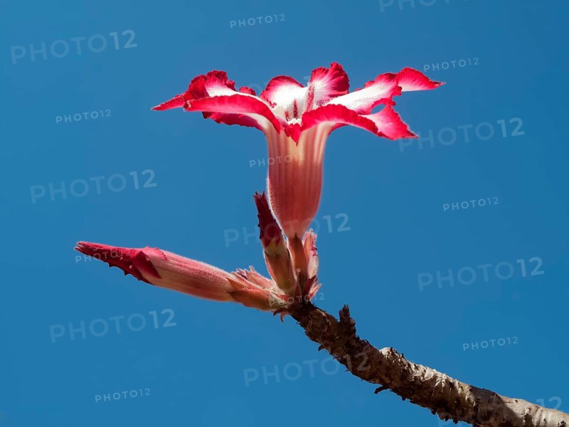 Desert Rose (Adenium multiflorum)