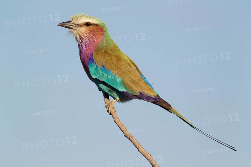 Lilac-breasted Roller (Coracias caudata)