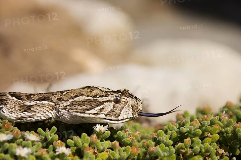 Puff Adder (Bitis arietans) on Dewflowers (Drosanthemum paxianum)