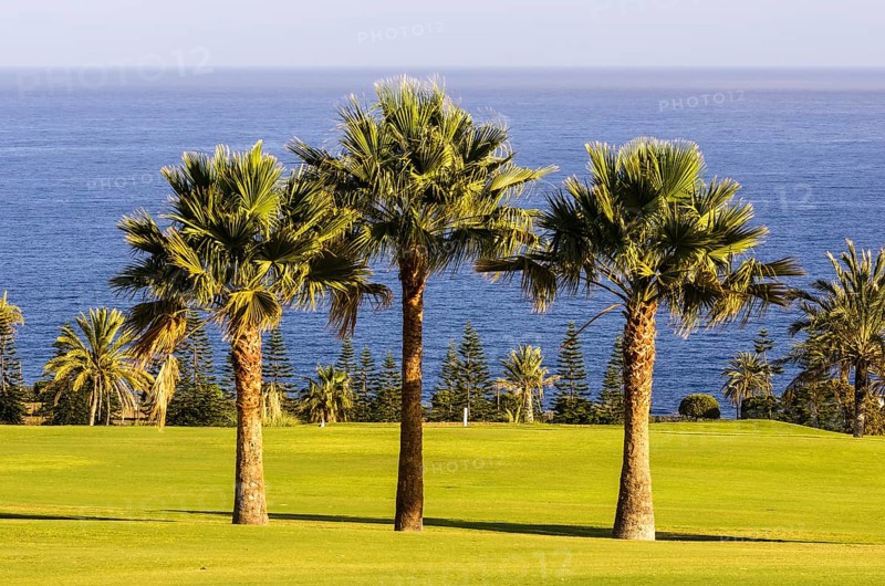 Three palm trees on a golf course